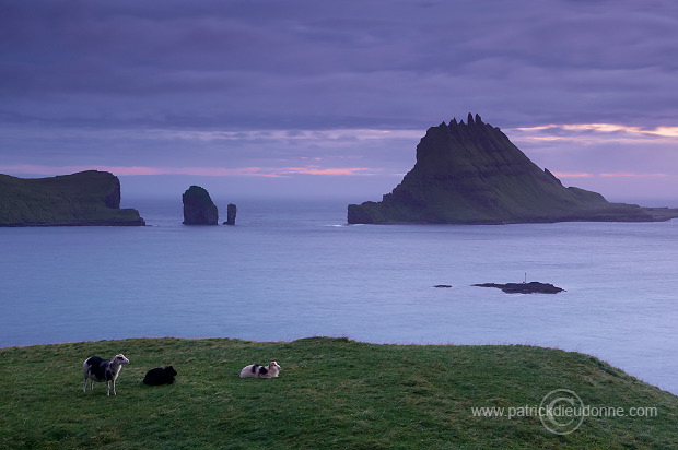 Tindholmur, Vagar, Faroe islands - Tindholmur, iles Feroe - FER638