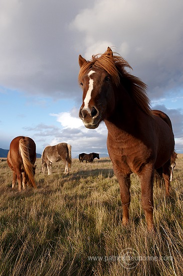 Iceland - Islande - ICE021