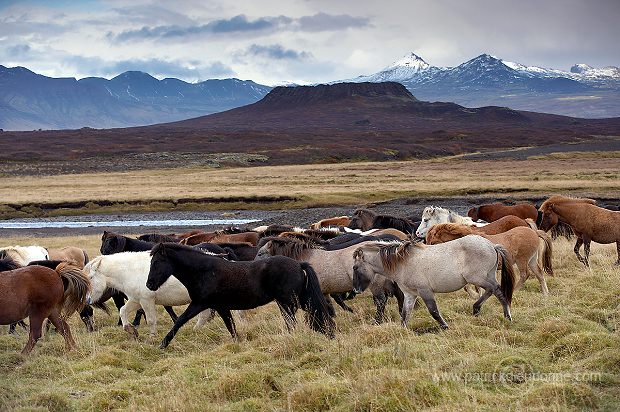 Iceland - Islande - ICE024