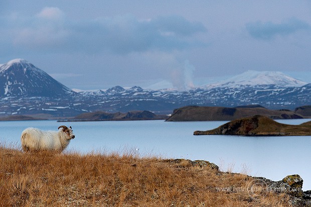 Iceland, lake Myvatn region - Islande, region du lac Myvatn - ICE031