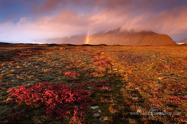 Iceland, Skaftafell NP - Islande, Skaftafell - ICE048