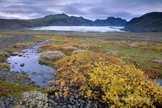 Iceland, Skaftafell NP - Islande, Skaftafell - ICE053