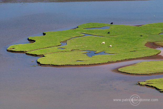 Sheep, Hvalba, Suduroy, Faroe islands - Moutons a Hvalba, Iles Feroe - FER419