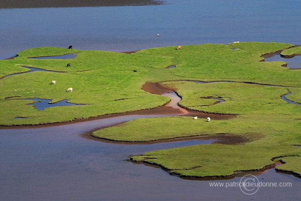 Sheep, Hvalba, Suduroy, Faroe islands - Moutons a Hvalba, Iles Feroe - FER420