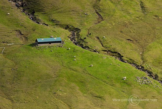 Sheep, Hvalba, Suduroy, Faroe islands - Moutons a Hvalba, Iles Feroe - FER422