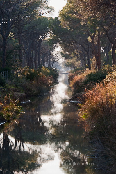 Pine woods, Maremma, Tuscany - Pins en Maremme, Toscane - it01094