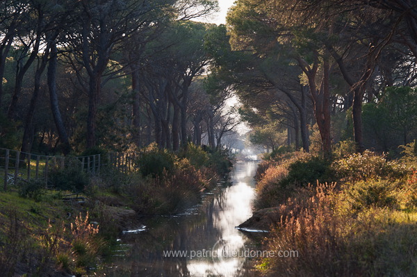 Pine woods, Maremma, Tuscany - Pins en Maremme, Toscane - it01100