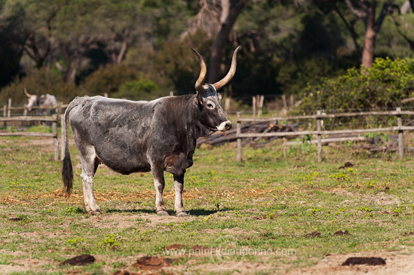 Maremman cattle, Tuscany - Vache de Maremme, Toscane - it01114