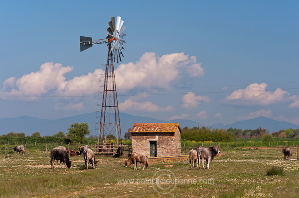 Maremman cattle, Tuscany - Vache de Maremme, Toscane - it01115