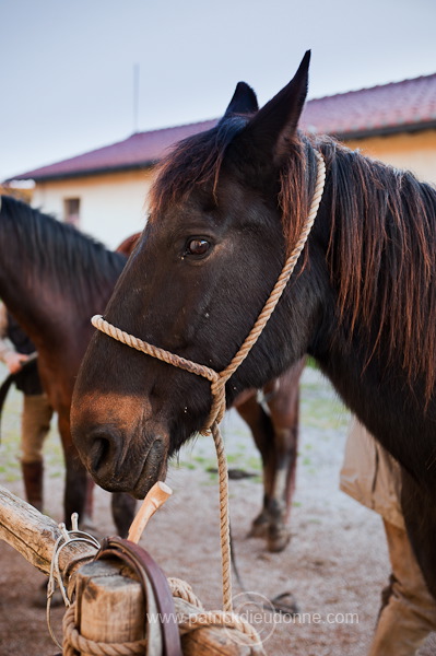 Maremman horse, Tuscany - Cheval de Maremme, Toscane - it01121