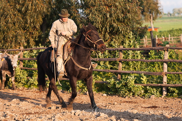 Buttero, Maremma, Tuscany - Buttero, Maremme, Toscane - it01124