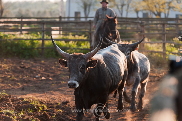 Buttero, Maremma, Tuscany - Buttero, Maremme, Toscane -  it01125