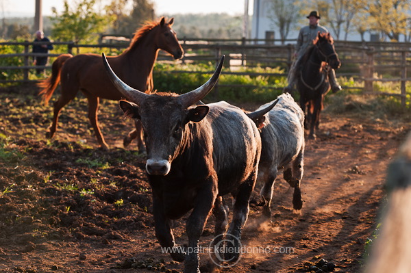 Buttero, Maremma, Tuscany - Buttero, Maremme, Toscane - it01126