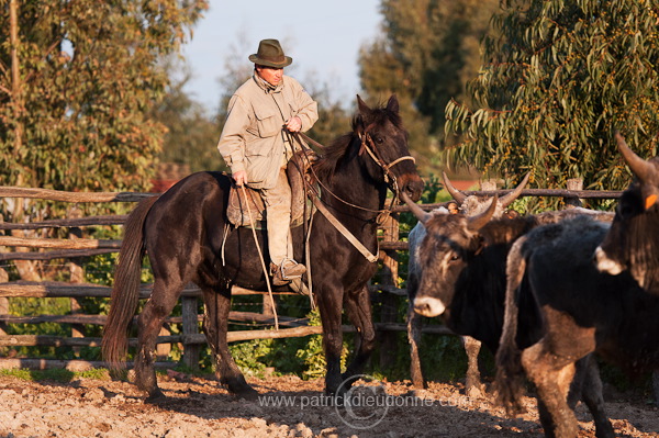 Buttero, Maremma, Tuscany - Buttero, Maremme, Toscane -  it01129