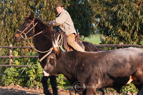 Buttero, Maremma, Tuscany - Buttero, Maremme, Toscane -  it01130