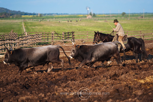 Buttero, Maremma, Tuscany - Buttero, Maremme, Toscane - it01133