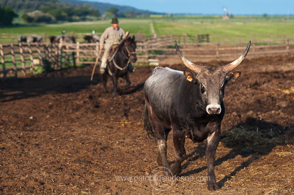 Buttero, Maremma, Tuscany - Buttero, Maremme, Toscane - it01134