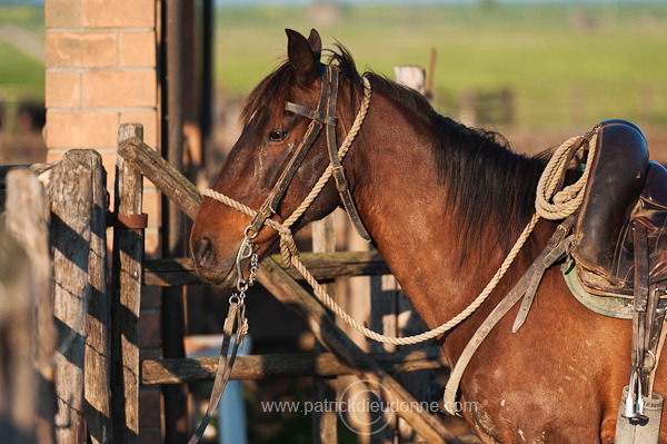 Maremman horse, Tuscany - Cheval de Maremme, Toscane - it01139