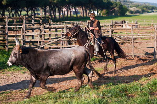 Buttero, Maremma, Tuscany - Buttero, Maremme, Toscane - it01141