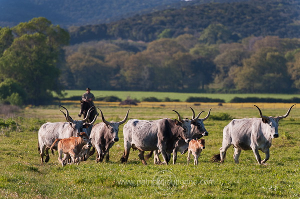 Buttero, Maremma, Tuscany - Buttero, Maremme, Toscane -  it01148