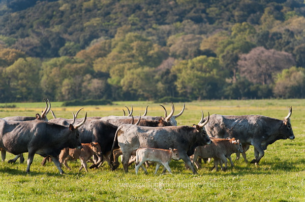 Maremman cattle, Tuscany - Vaches de Maremme, Toscane it01149