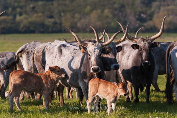 Maremman cattle, Tuscany - Vaches de Maremme, Toscane  it01153