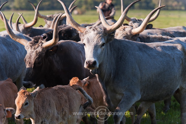 Buttero, Maremma, Tuscany - Buttero, Maremme, Toscane - it01158