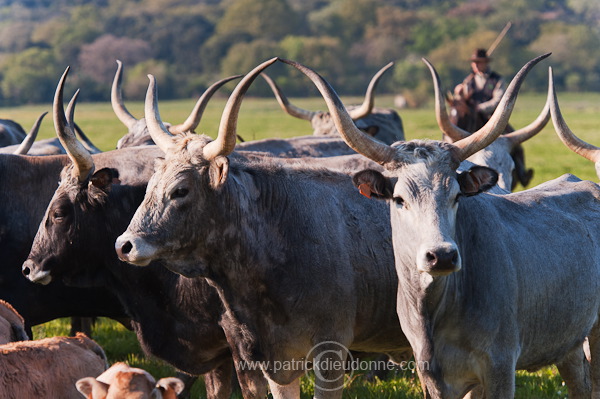 Buttero, Maremma, Tuscany - Buttero, Maremme, Toscane -  it01160