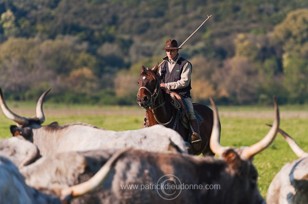 Buttero, Maremma, Tuscany - Buttero, Maremme, Toscane - it01161