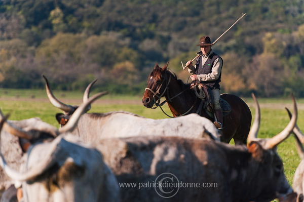 Buttero, Maremma, Tuscany - Buttero, Maremme, Toscane - it01162