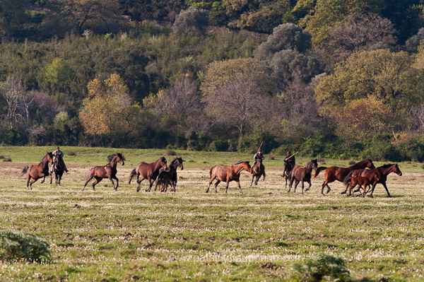 Buttero, Maremma, Tuscany - Buttero, Maremme, Toscane - it01170