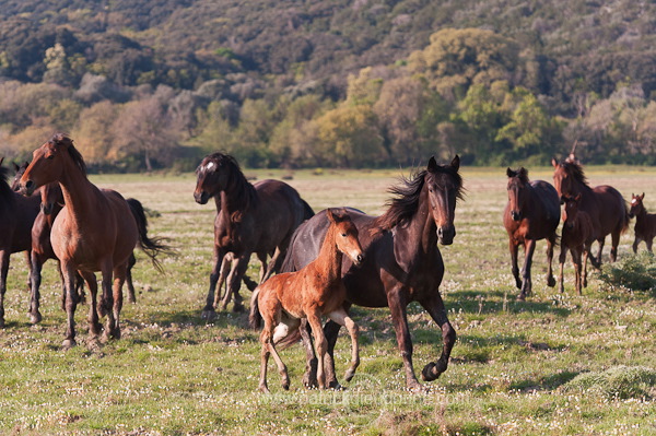 Maremman horse, Tuscany - Cheval de Maremme, Toscane - it01173