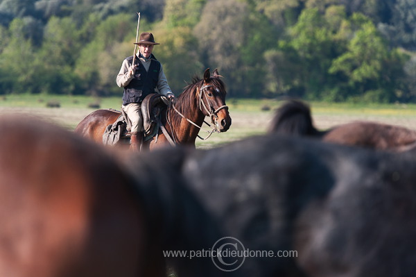 Buttero, Maremma, Tuscany - Buttero, Maremme, Toscane - it01175