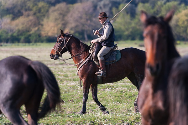 Buttero, Maremma, Tuscany - Buttero, Maremme, Toscane -  it01176