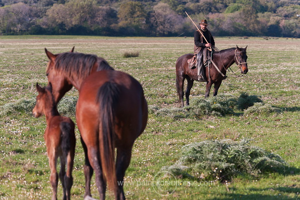 Buttero, Maremma, Tuscany - Buttero, Maremme, Toscane - it01178