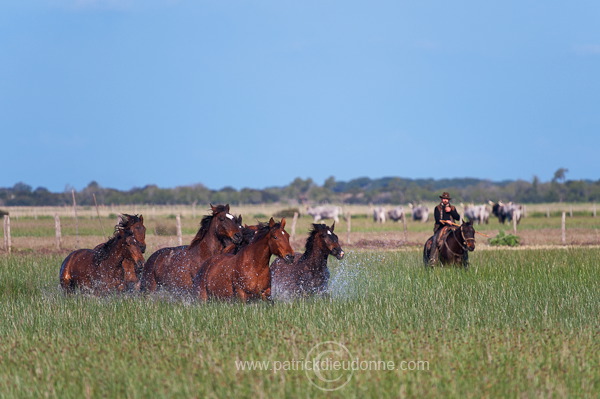 Maremman horse, Tuscany - Cheval de Maremme, Toscane  it01190