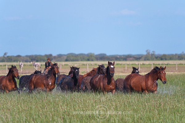 Maremman horse, Tuscany - Cheval de Maremme, Toscane - it01194