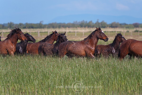 Maremman horse, Tuscany - Cheval de Maremme, Toscane - it01195