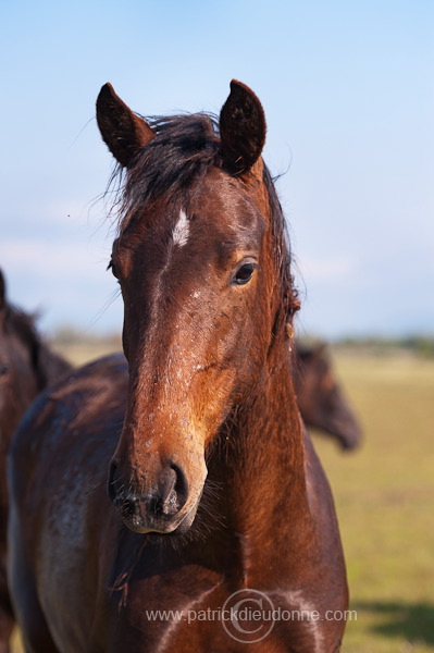 Maremman horse, Tuscany - Cheval de Maremme, Toscane -  it01217