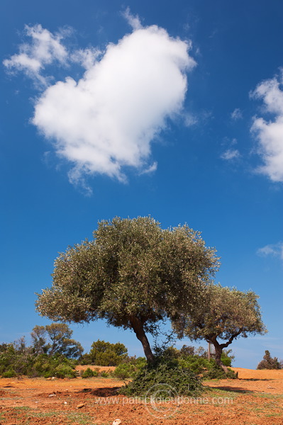 Maremma, Tuscany - Maremme, Toscane - it01228