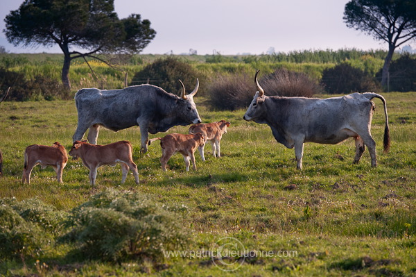 Maremman cattle, Tuscany - Toscane it01272