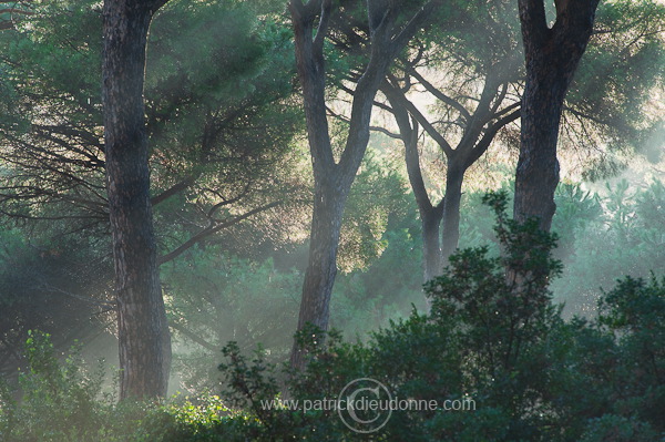 Pine woods, Maremma, Tuscany - Pins en Maremme,  Toscane - it01459