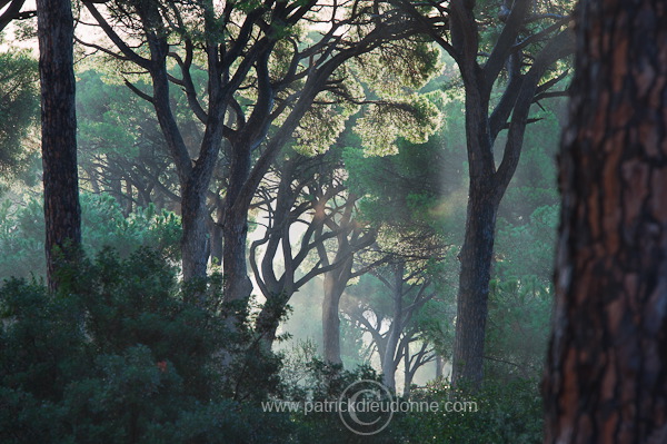 Pine woods, Maremma, Tuscany - Pins en Maremme,  Toscane - it01464