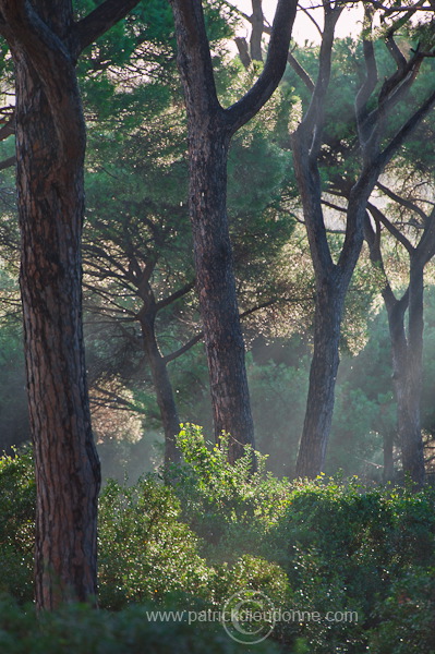 Pine woods, Maremma, Tuscany - Pins en Maremme,  Toscane - it01466