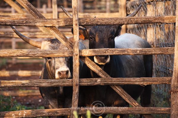 Maremman cattle, Tuscany - Vaches de Maremme, Toscane it01517