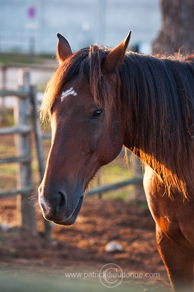 Maremman horse, Tuscany - Cheval de Maremme, Toscane - it01519