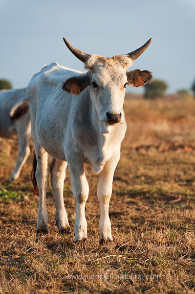 Maremman cattle, Tuscany - Vaches de Maremme, Toscane - it01525