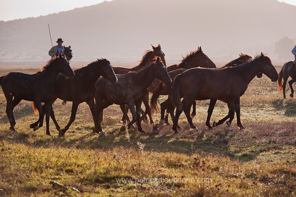 Buttero, Maremma, Tuscany - Buttero, Maremme, Toscane - it01535