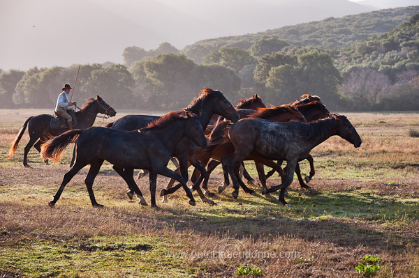 Buttero, Maremma, Tuscany - Buttero, Maremme, Toscane - it01536