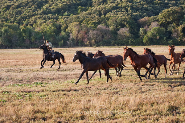 Buttero, Maremma, Tuscany - Buttero, Maremme, Toscane - it01539